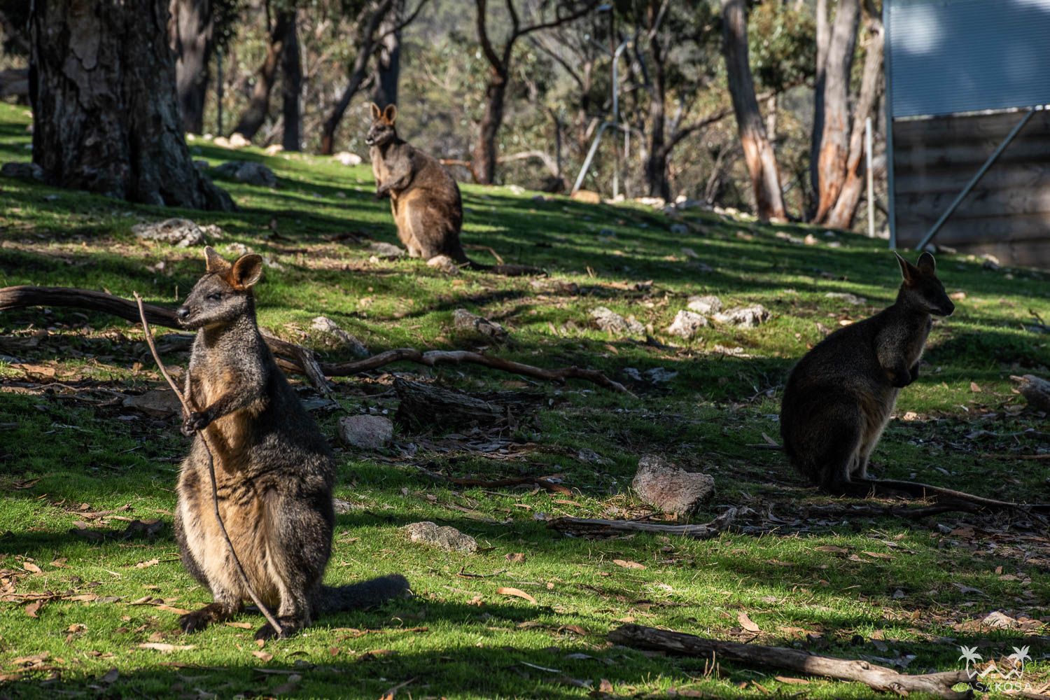 Vineyards, sauerkraut and an army of ‘roos